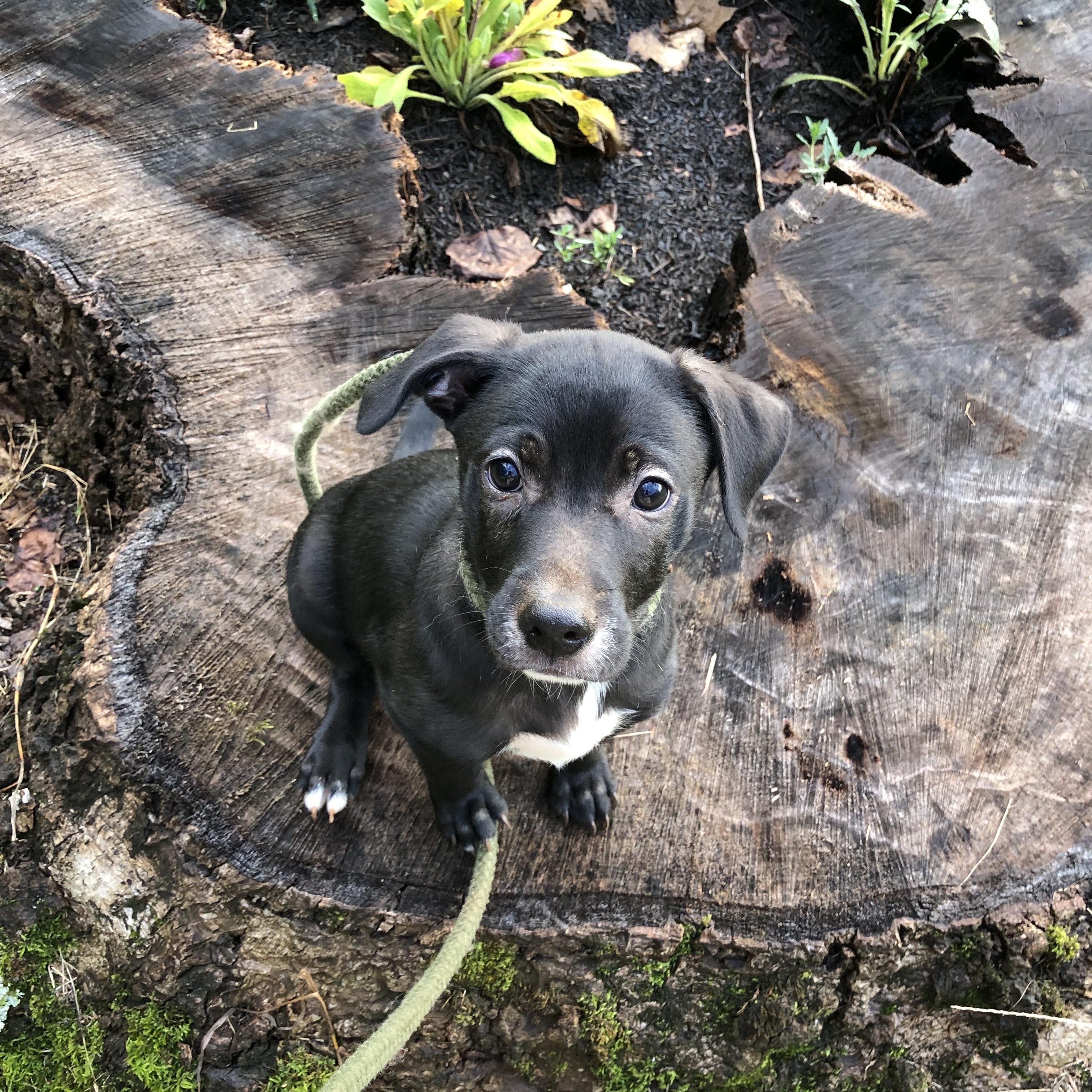 Archie