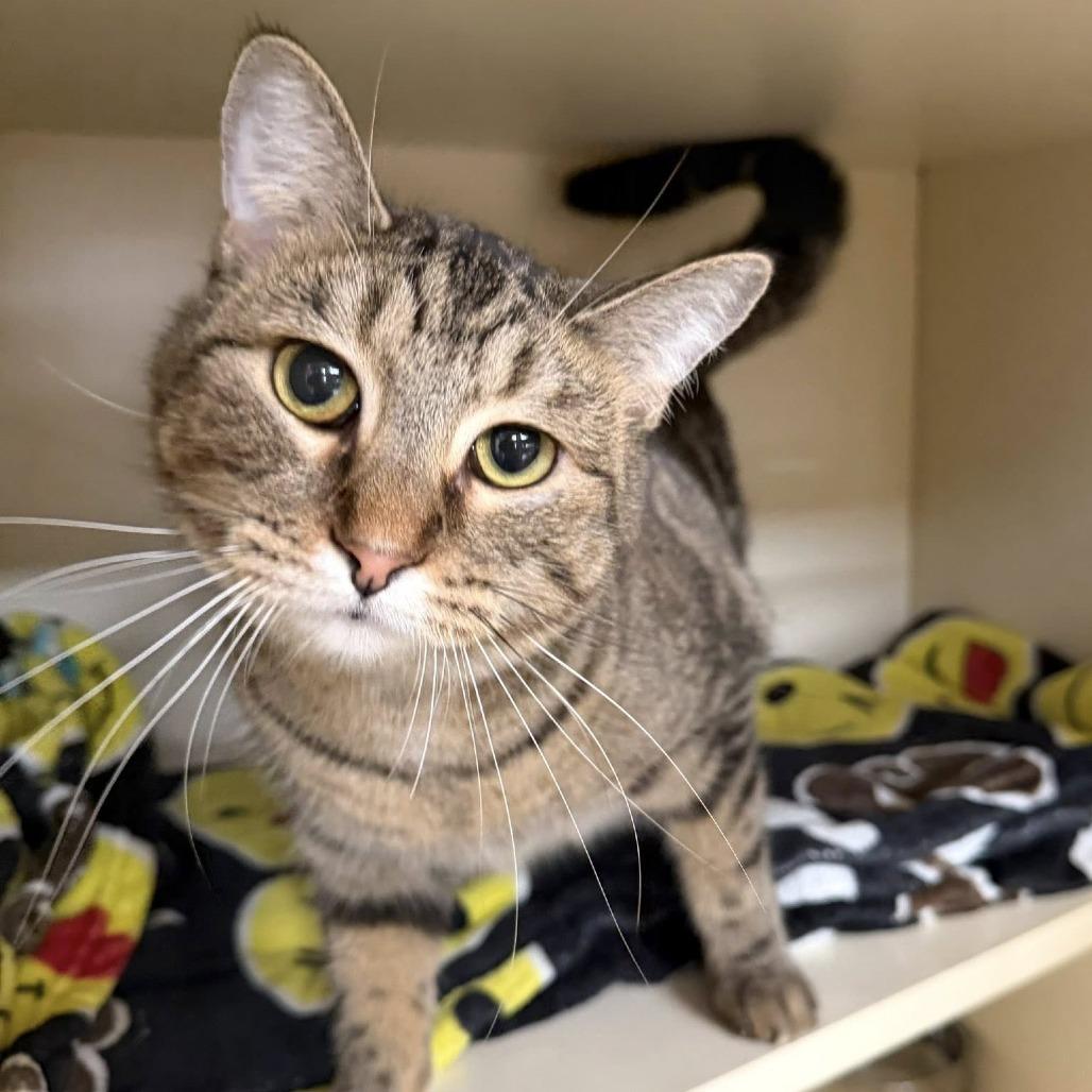 Mary had a little Lamb, Adoptable, Adult Female Domestic Short Hair.