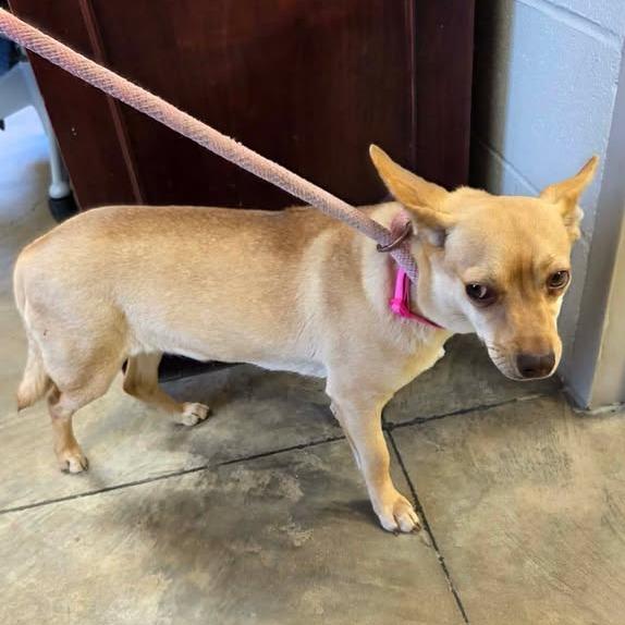 Enlarge Palace in NH! Come Meet our Adoptable Dogs Wed-Sat, More Info in Bio! , a Adoptable mixed breed in Manchester, NH image 2/2