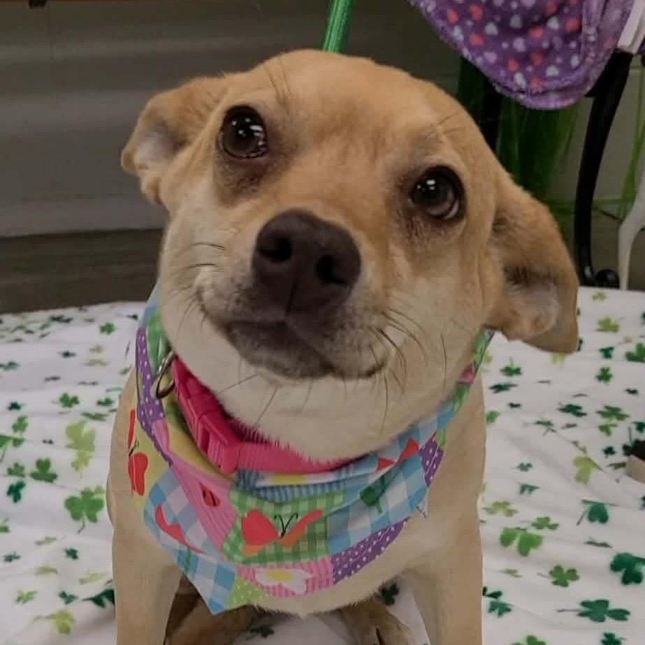 Palace in NH! Come Meet our Adoptable Dogs Wed-Sat, More Info in Bio! , Adoptable, Adult Female Chihuahua & Beagle.