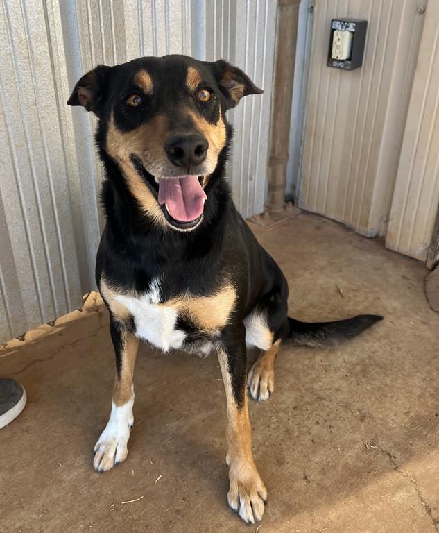 Enlarge Hank, a ADOPTABLE mixed breed in Granbury, TX image 1/2