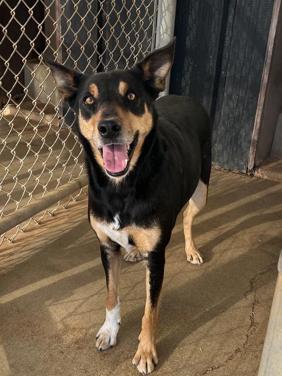 Enlarge Hank, a ADOPTABLE mixed breed in Granbury, TX image 2/2