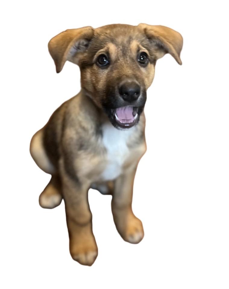 Willow, a ADOPTABLE mixed breed in Egg Harbor City, NJ image 2/3