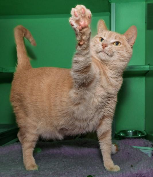 Enlarge BUFFY, a Adoptable mixed breed in Cookeville, TN image 1/1