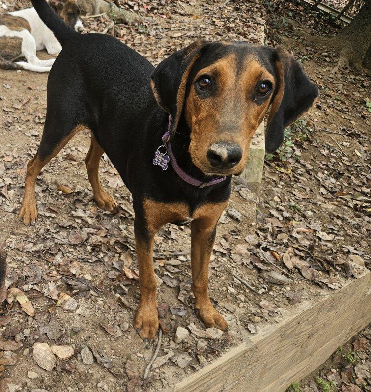 Pup Arlo, Adoptable, Puppy Male Hound.