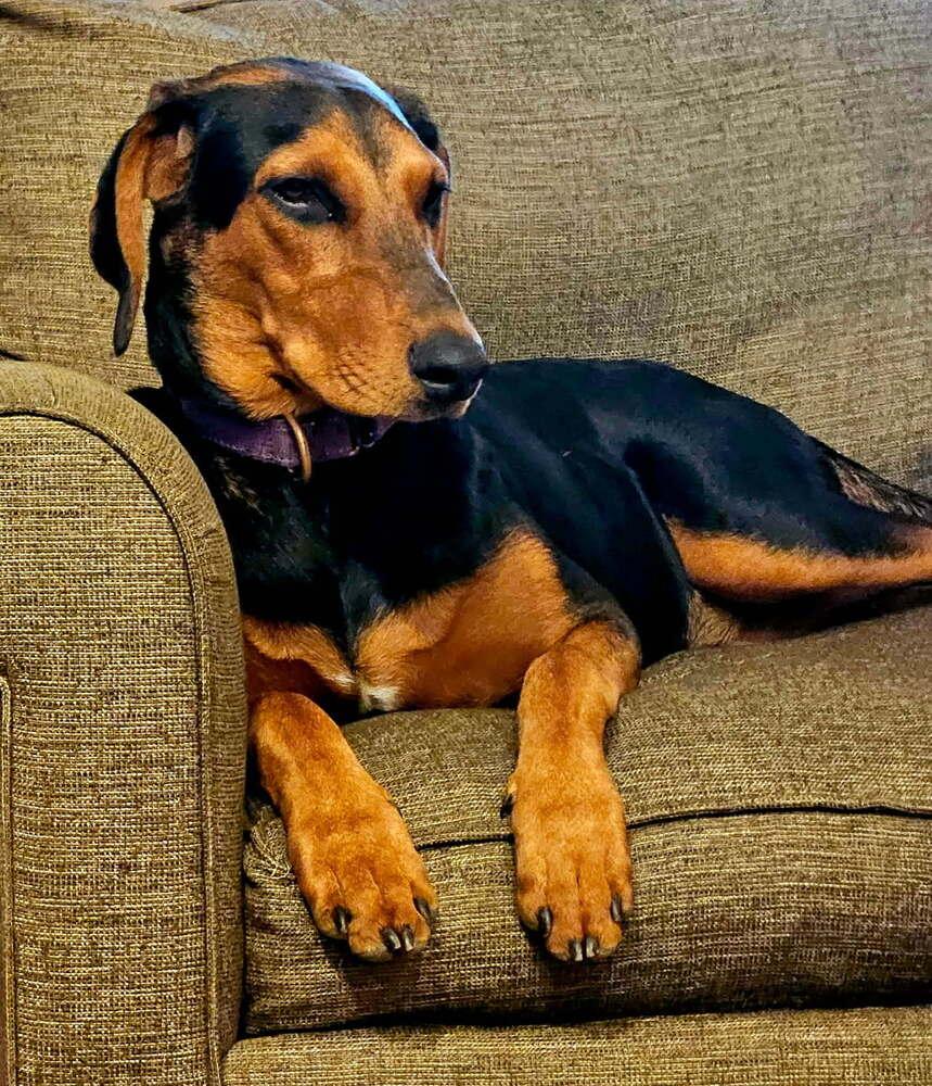 Enlarge Pup Arlo, a Adoptable mixed breed in Washington, DC image 2/6