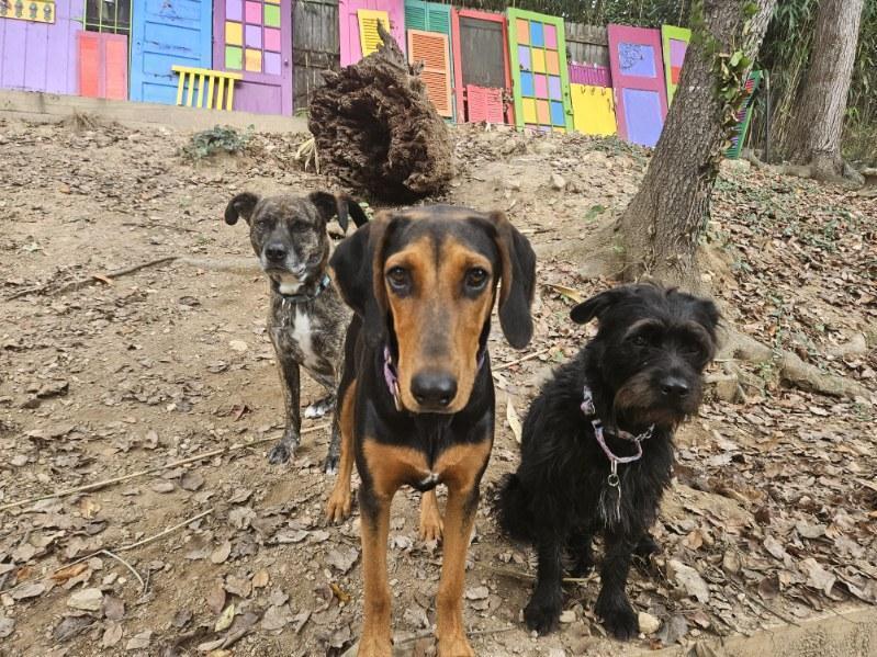 Enlarge Pup Arlo, a Adoptable mixed breed in Washington, DC image 4/6