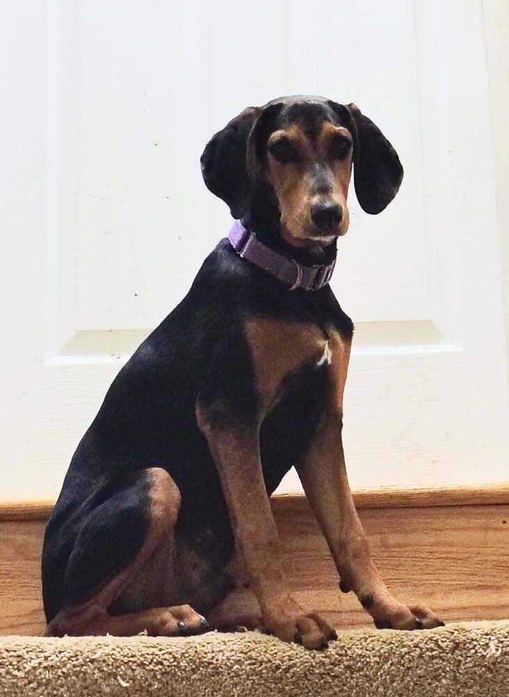 Enlarge Pup Arlo, a Adoptable mixed breed in Washington, DC image 5/6