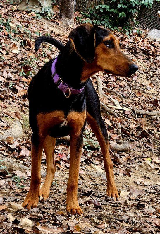Enlarge Pup Arlo, a Adoptable mixed breed in Washington, DC image 6/6