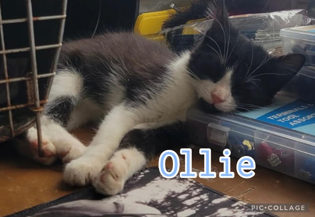 Ollie, Adoptable, Kitten Male Domestic Short Hair.