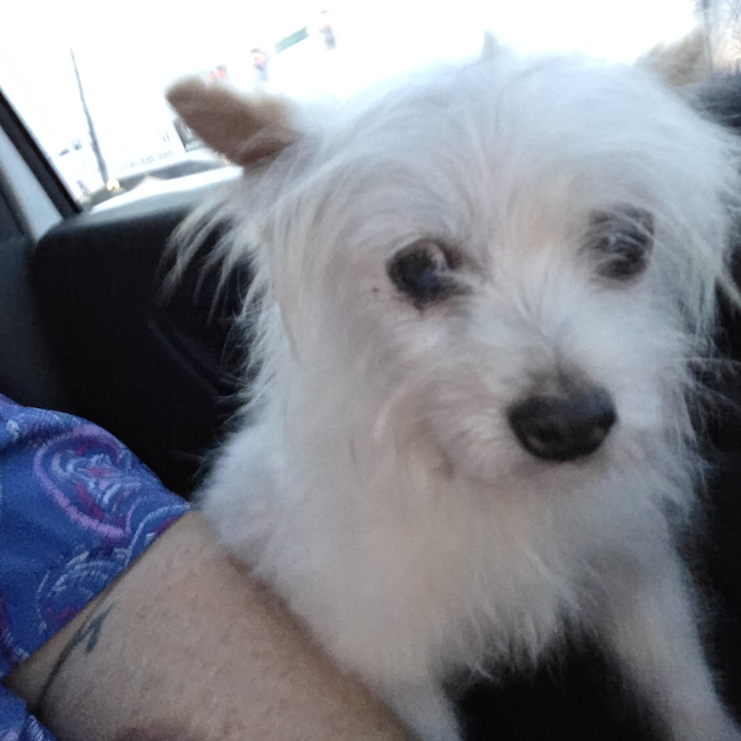 Enlarge Nolan, a ADOPTABLE mixed breed in Stockbridge, GA image 1/2