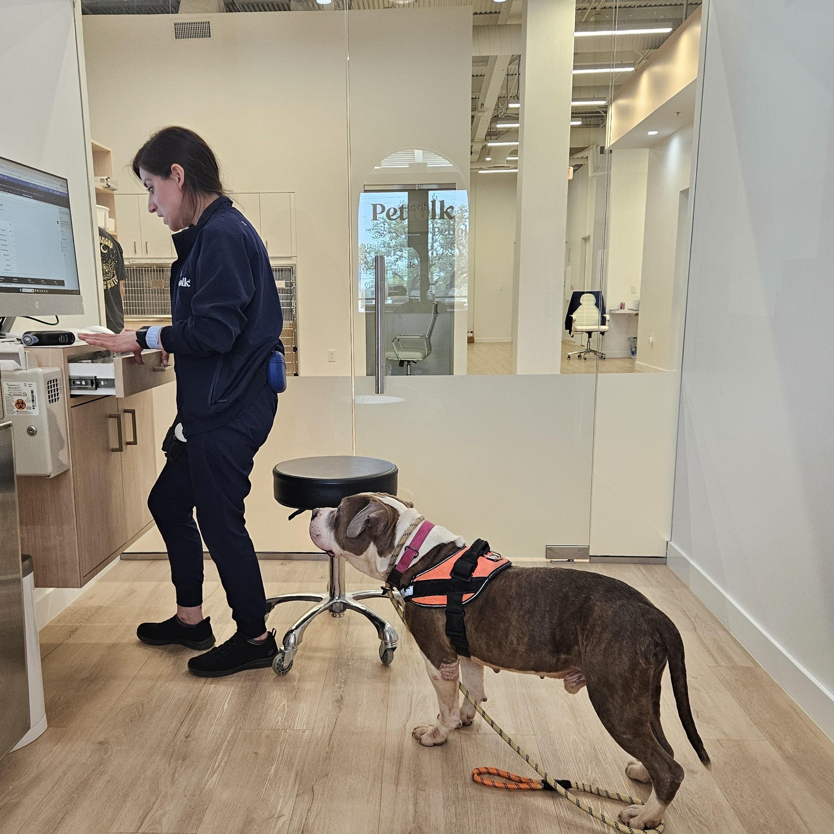 Enlarge Kimbo, a Adoptable American Staffordshire Terrier in Pittsburgh, PA image 3/6