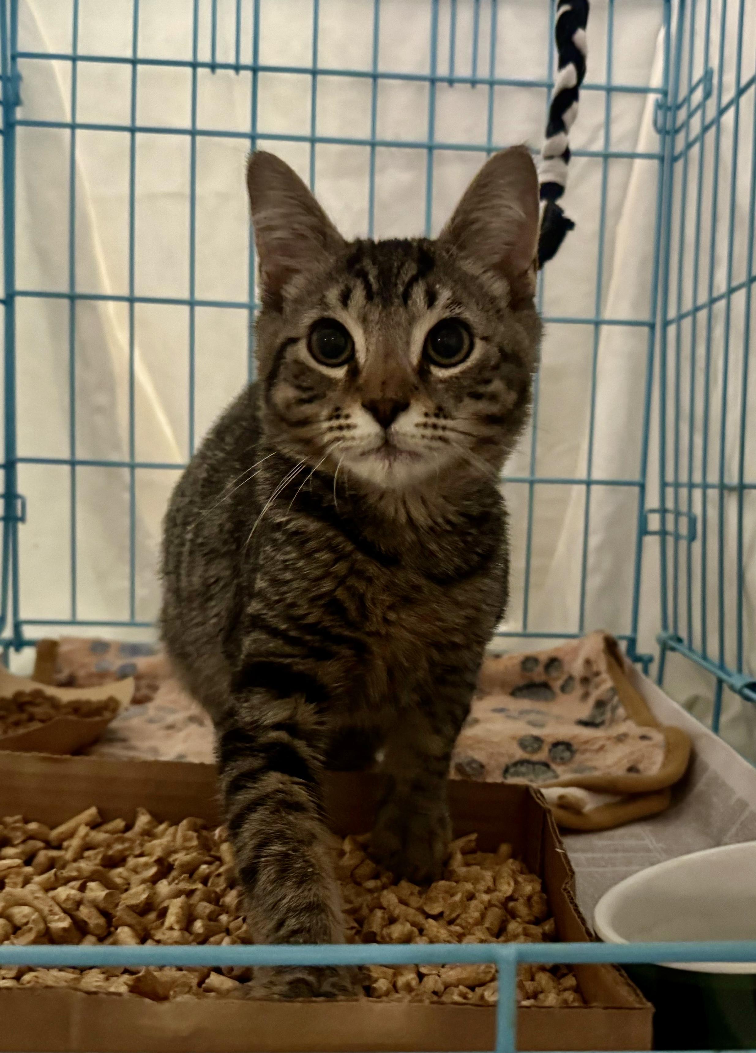 BRADLEY, ADOPTABLE, Kitten Male Tabby & Domestic Short Hair.