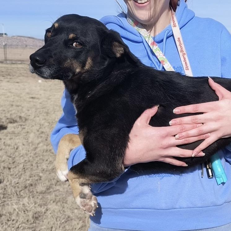 Enlarge Shadow (Courtesy Listing), a Adoptable mixed breed in Prescott, AZ image 1/4