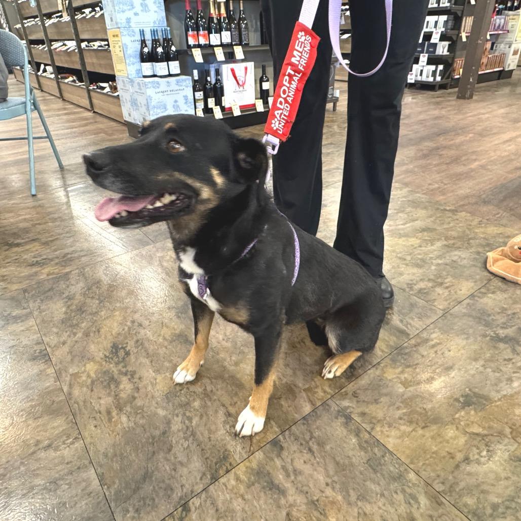 Shadow (Courtesy Listing), Adoptable, Adult Female Beauceron.