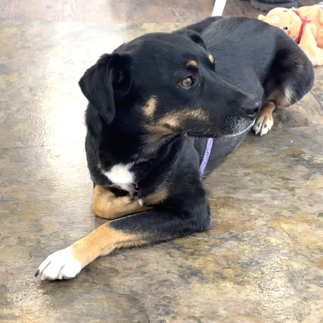 Shadow (ADOPTION PENDING - Courtesy Listing), a Adoptable mixed breed in Prescott, AZ image 2/5