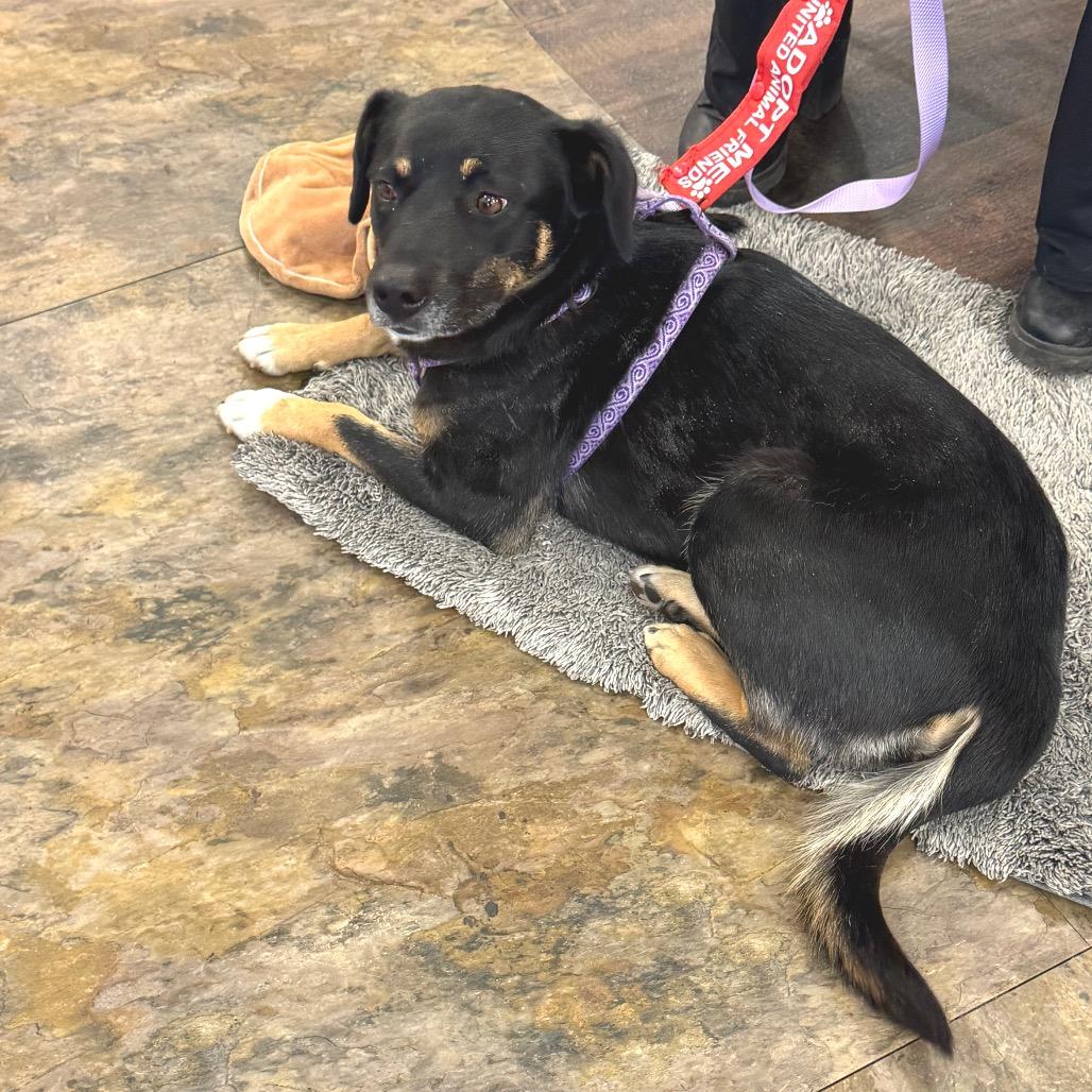 Shadow (ADOPTION PENDING - Courtesy Listing), a Adoptable mixed breed in Prescott, AZ image 3/5