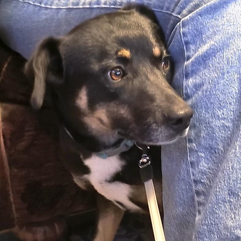 Enlarge Shadow (Courtesy Listing), a Adoptable mixed breed in Prescott, AZ image 2/4