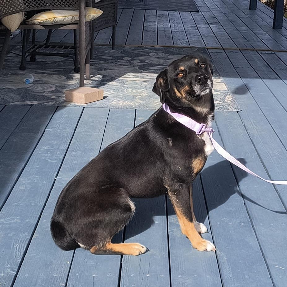 Enlarge Shadow (Courtesy Listing), a Adoptable mixed breed in Prescott, AZ image 4/4