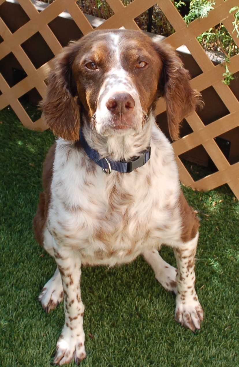 Enlarge MOLLY - WA - 20039052, a Adopted Brittany Spaniel in Sugar Grove, IL image 1/1