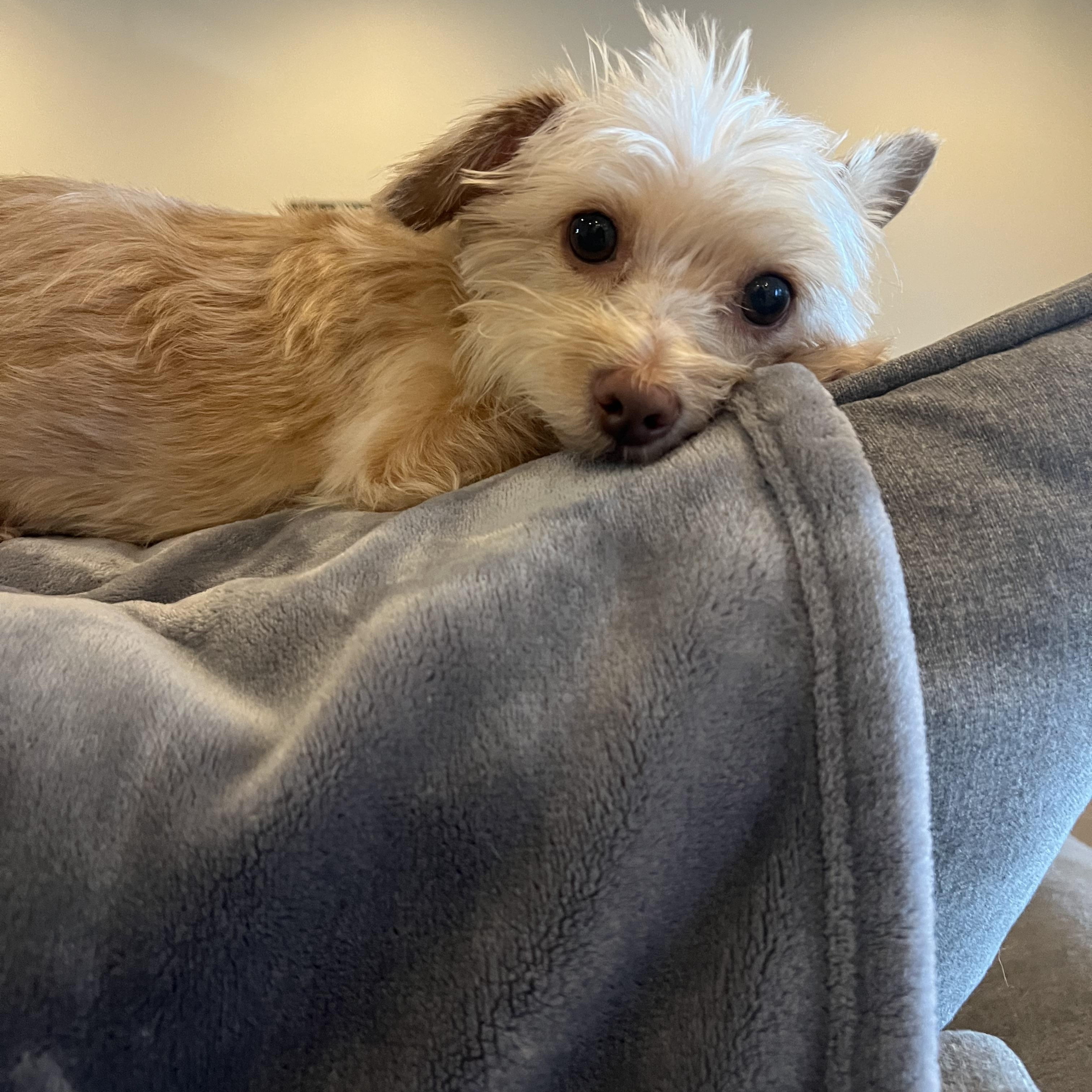 Enlarge Callie, a Adopted mixed breed in Wesley Chapel, FL image 2/3