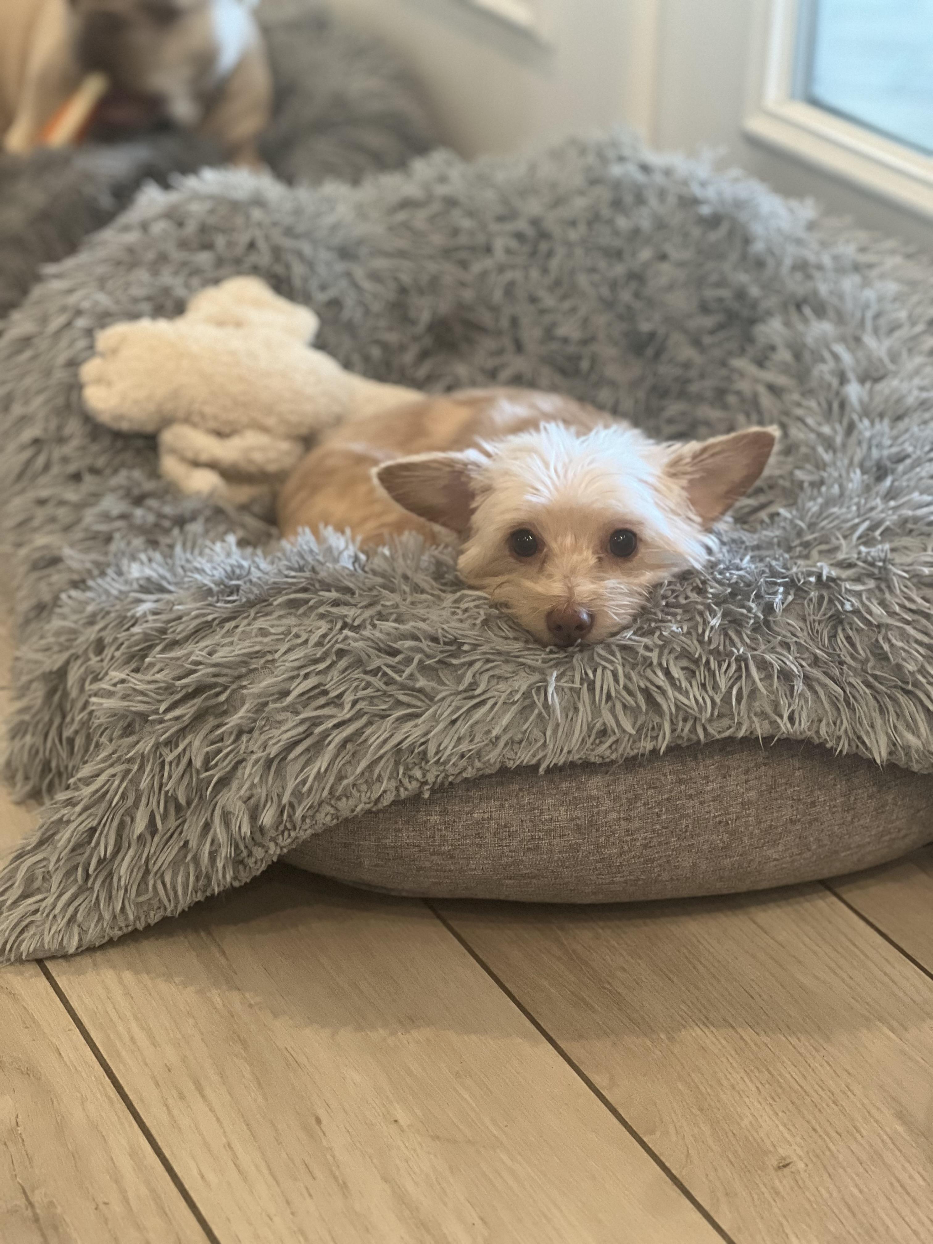 Enlarge Callie, a Adopted mixed breed in Wesley Chapel, FL image 3/3