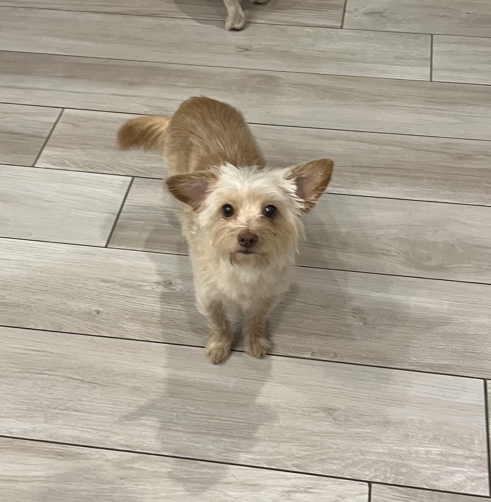 Callie, Adopted, Adult Female Yorkshire Terrier & Silky Terrier.