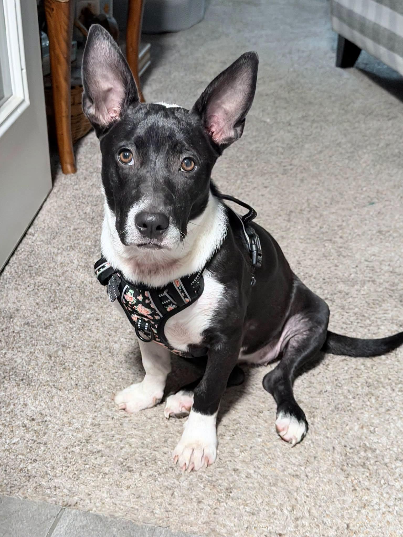 Enlarge Dottie, a Adoptable mixed breed in Little Rock, AR image 1/2