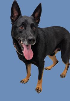Sarge, Adoptable, Adult Male German Shepherd Dog.