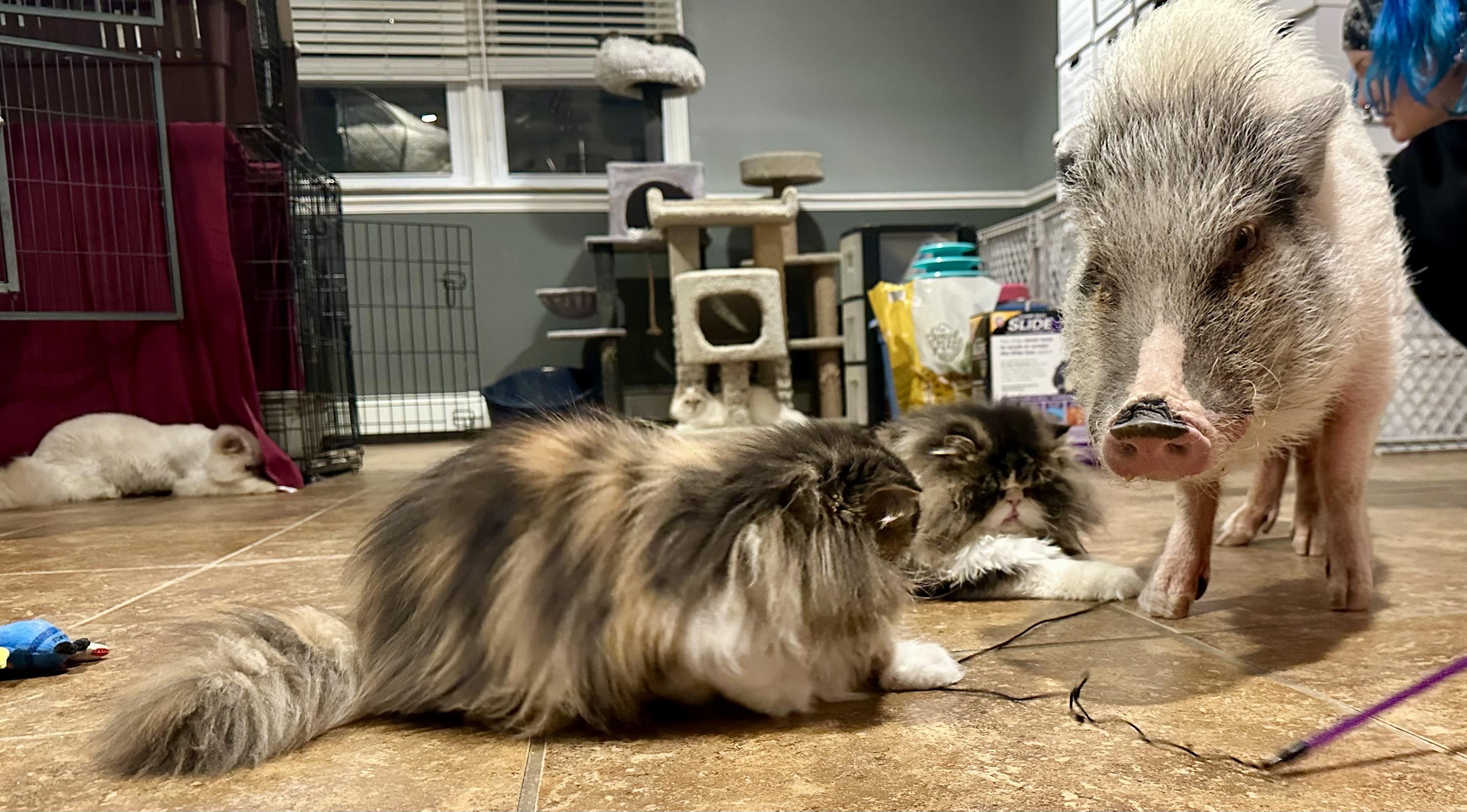 Enlarge Bablo & Bessa!!!!, a Adoptable Persian in Manalapan, NJ image 2/6