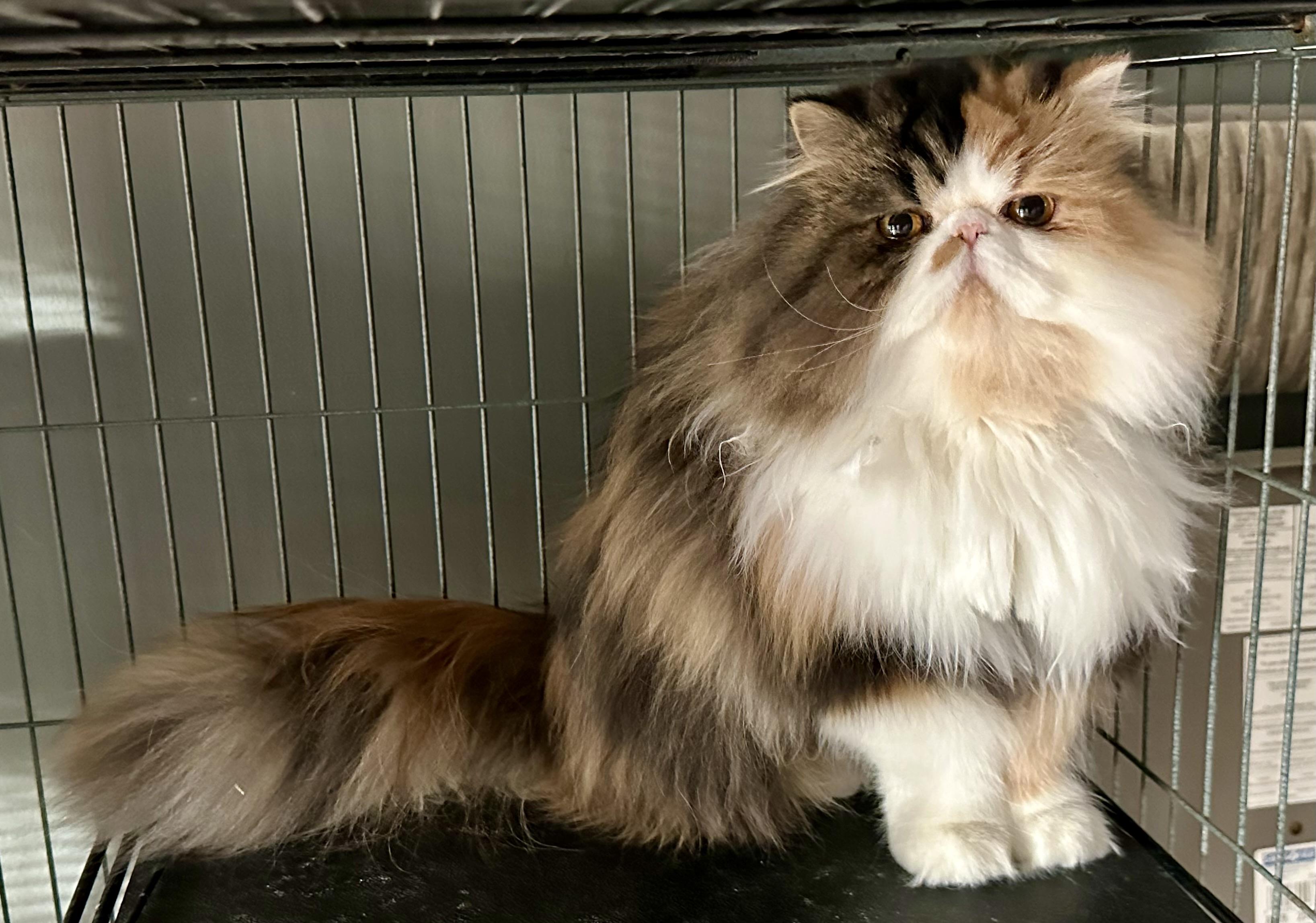 Enlarge Bablo & Bessa!!!!, a Adoptable Persian in Manalapan, NJ image 4/6