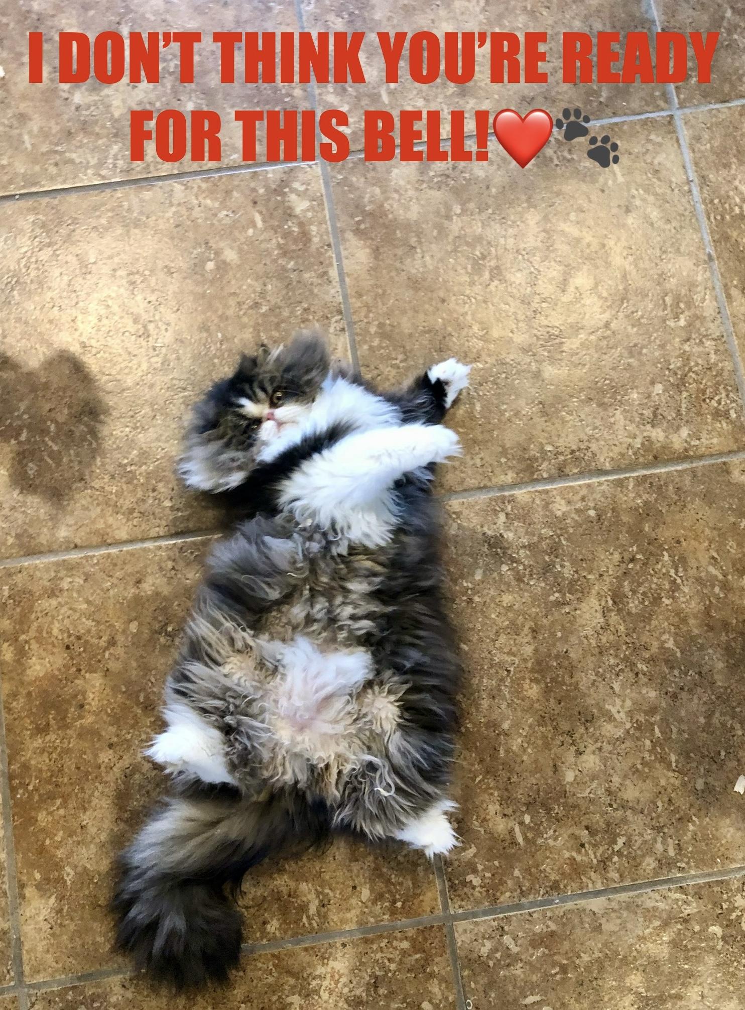 Enlarge Bablo & Bessa!!!!, a Adoptable Persian in Manalapan, NJ image 6/6