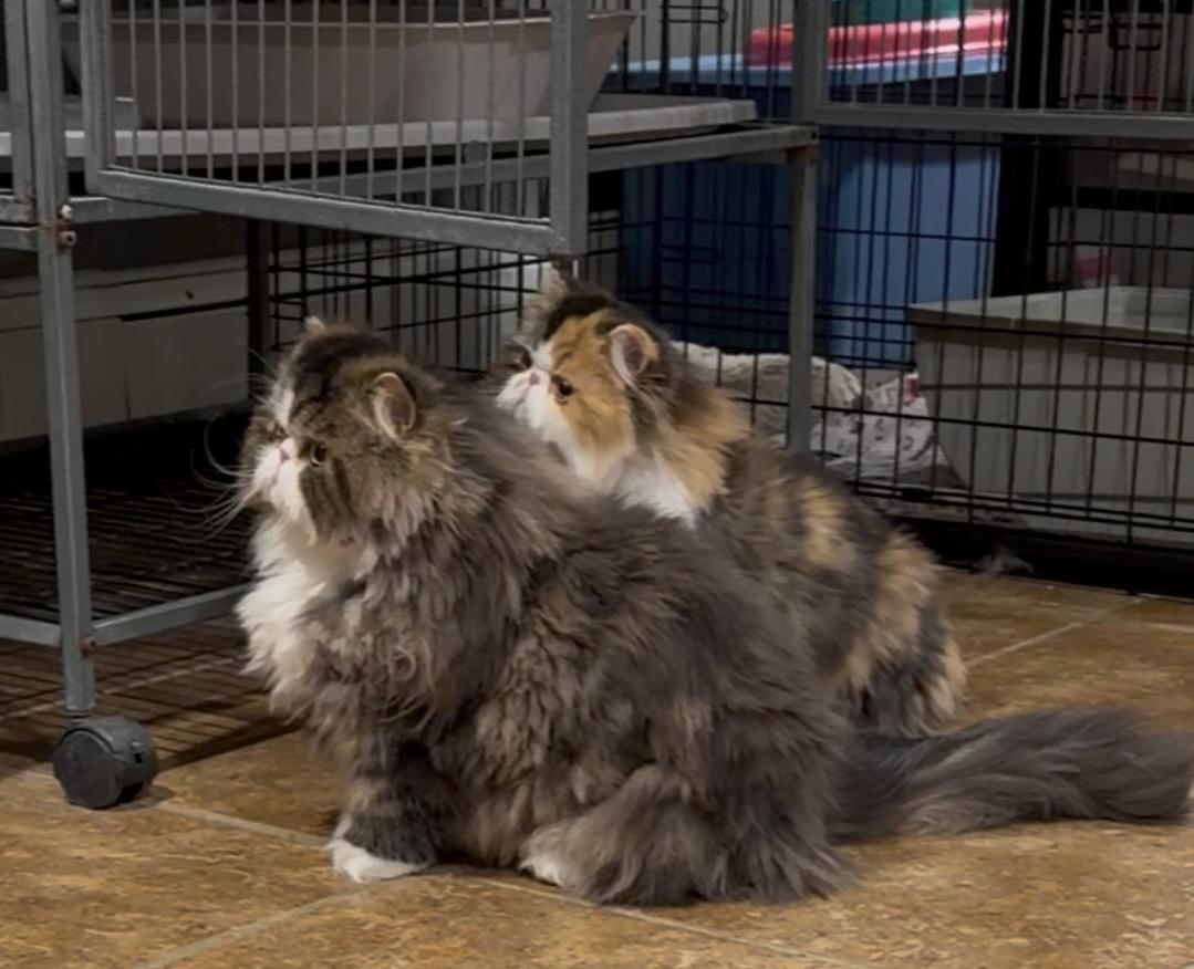 Enlarge Bablo & Bessa!!!!, a Adoptable Persian in Manalapan, NJ image 1/6