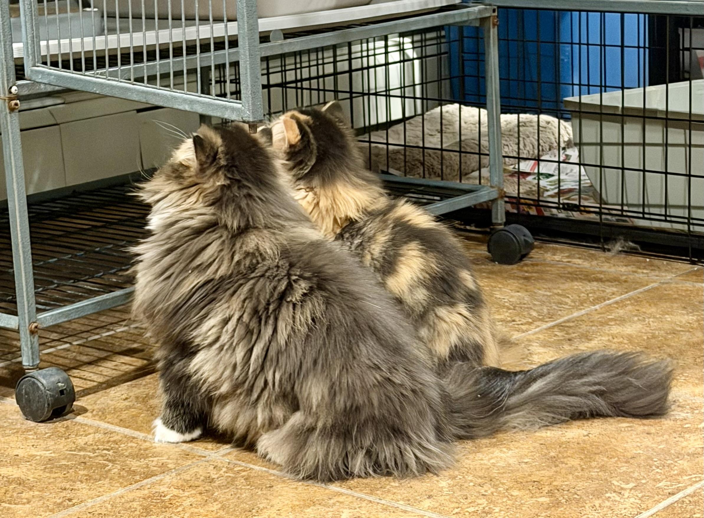 Enlarge Bablo & Bessa!!!!, a Adoptable Persian in Manalapan, NJ image 2/6