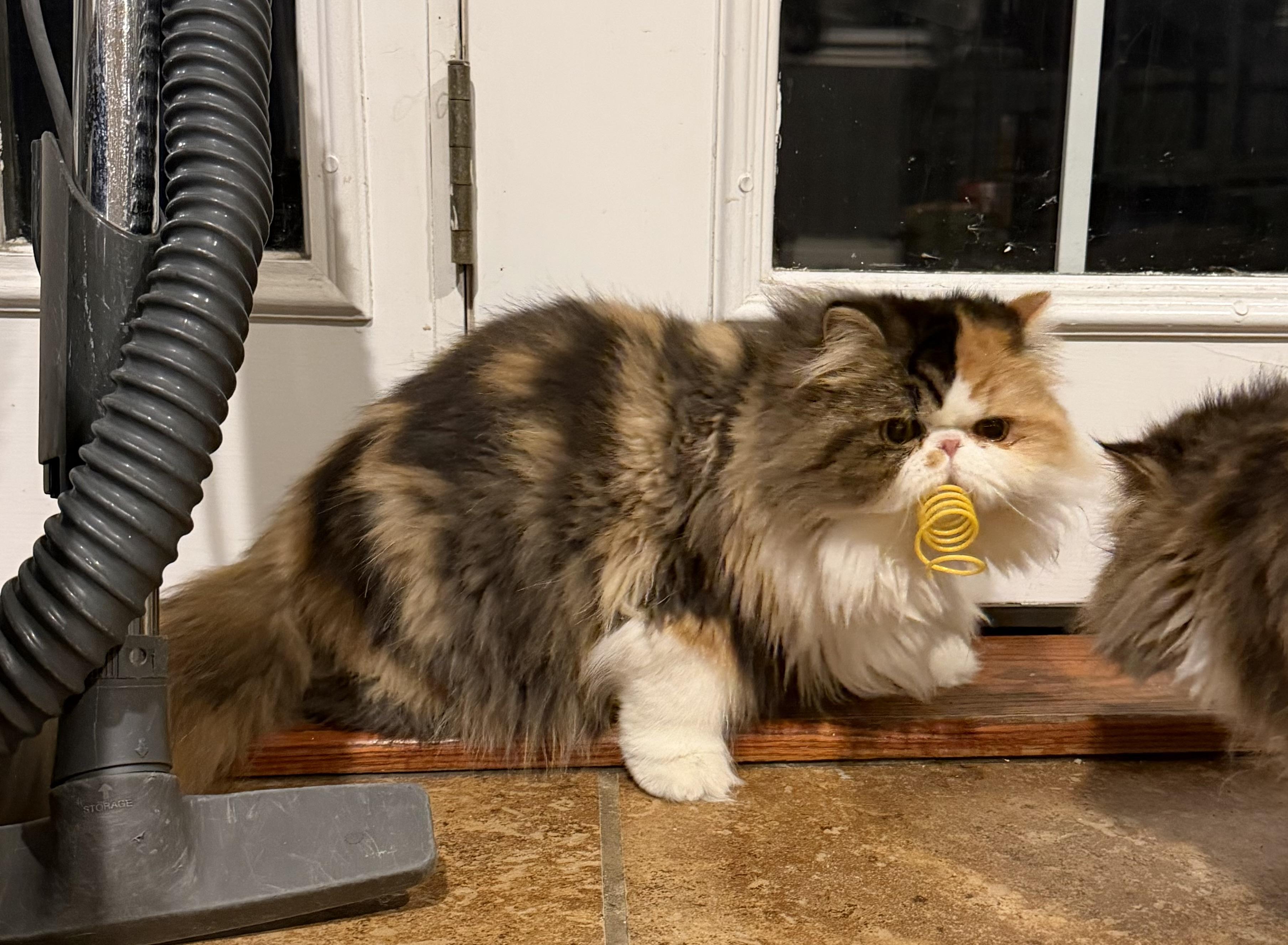 💛Bablo & Bessa!!!!🧡, Adoptable, Young Male Persian.