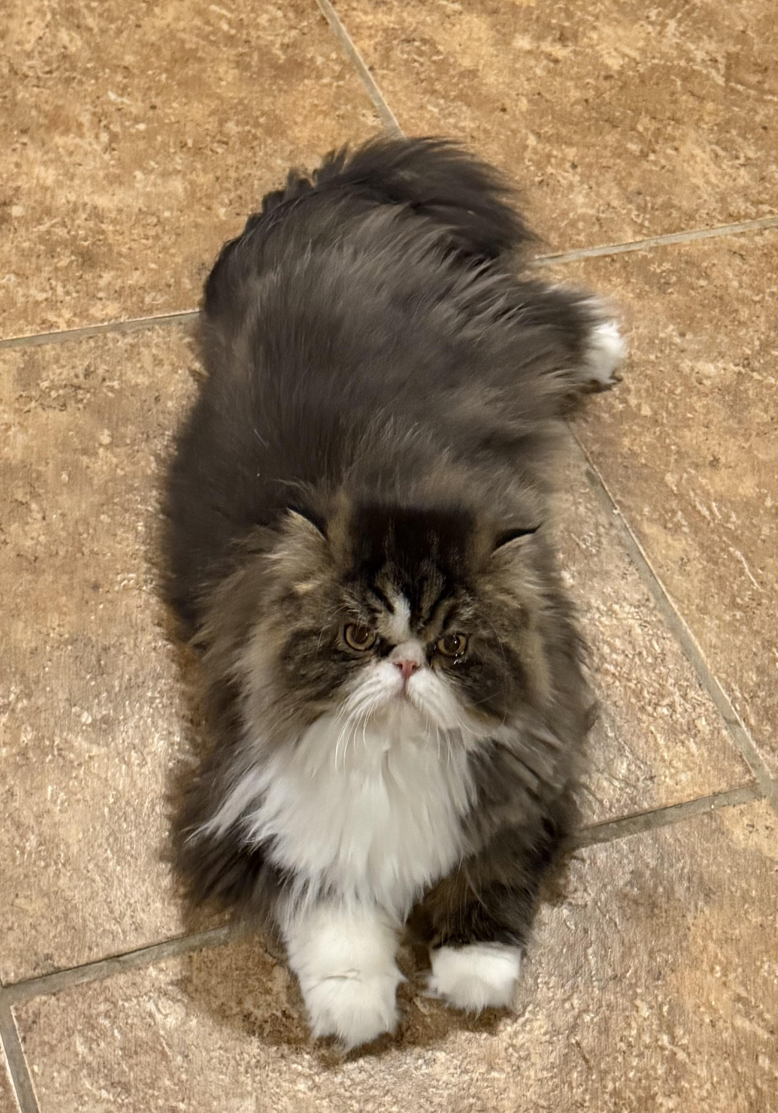 Enlarge Bablo & Bessa!!!, a Adoptable Persian in Manalapan, NJ image 6/6