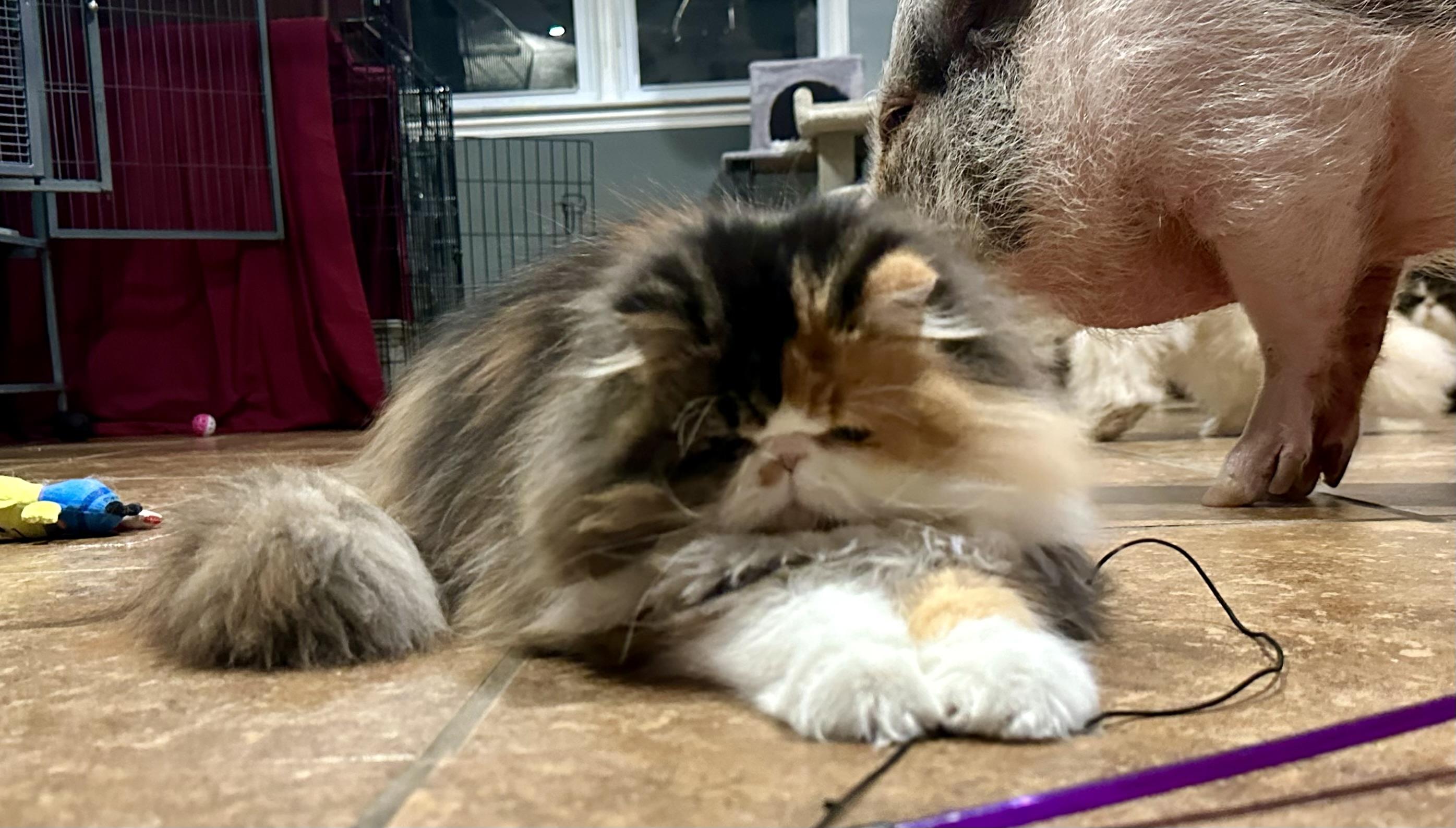 Enlarge Bablo & Bessa!!!!, a Adoptable Persian in Manalapan, NJ image 5/6