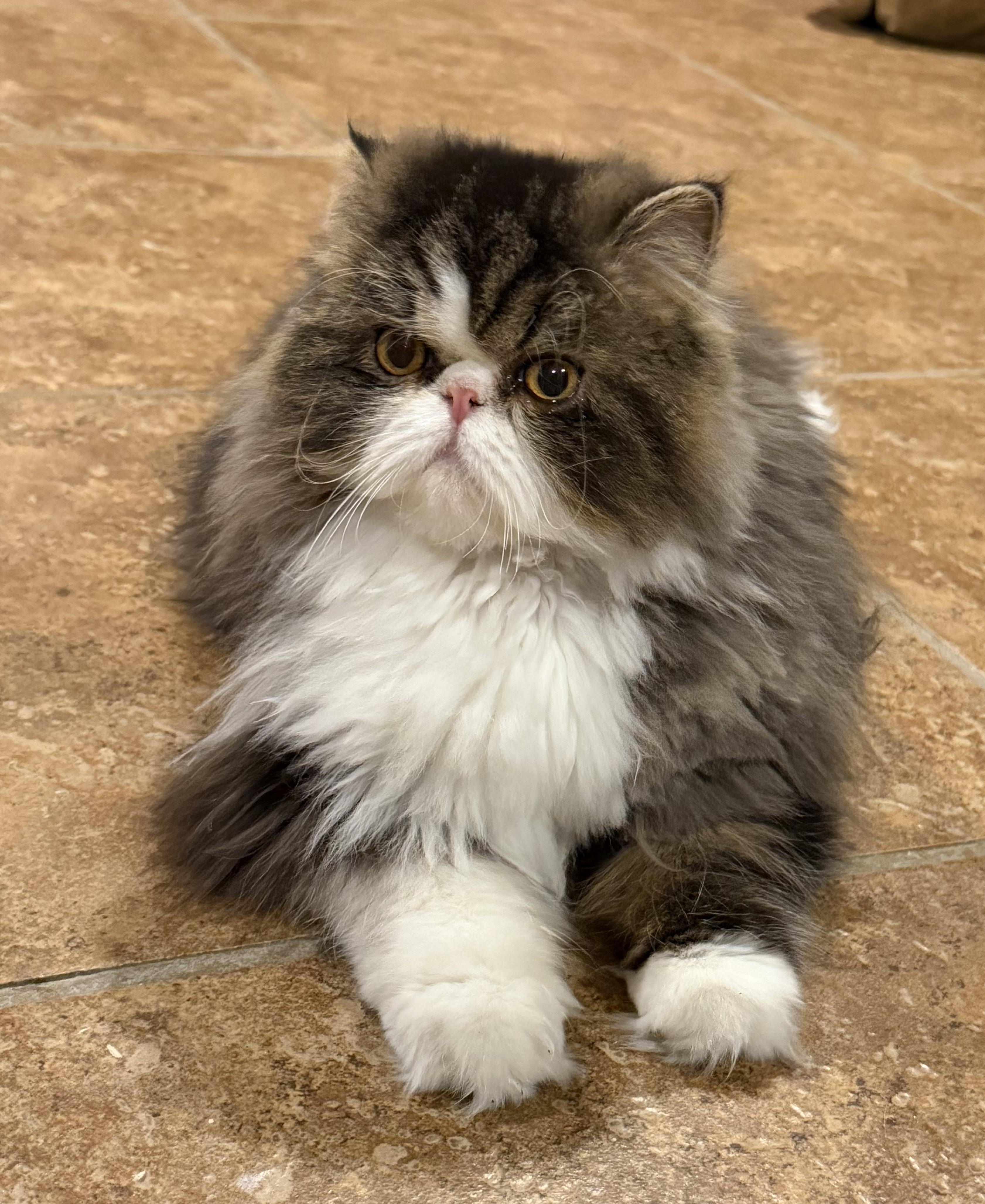 Enlarge Bablo & Bessa!!!, a Adoptable Persian in Manalapan, NJ image 2/6