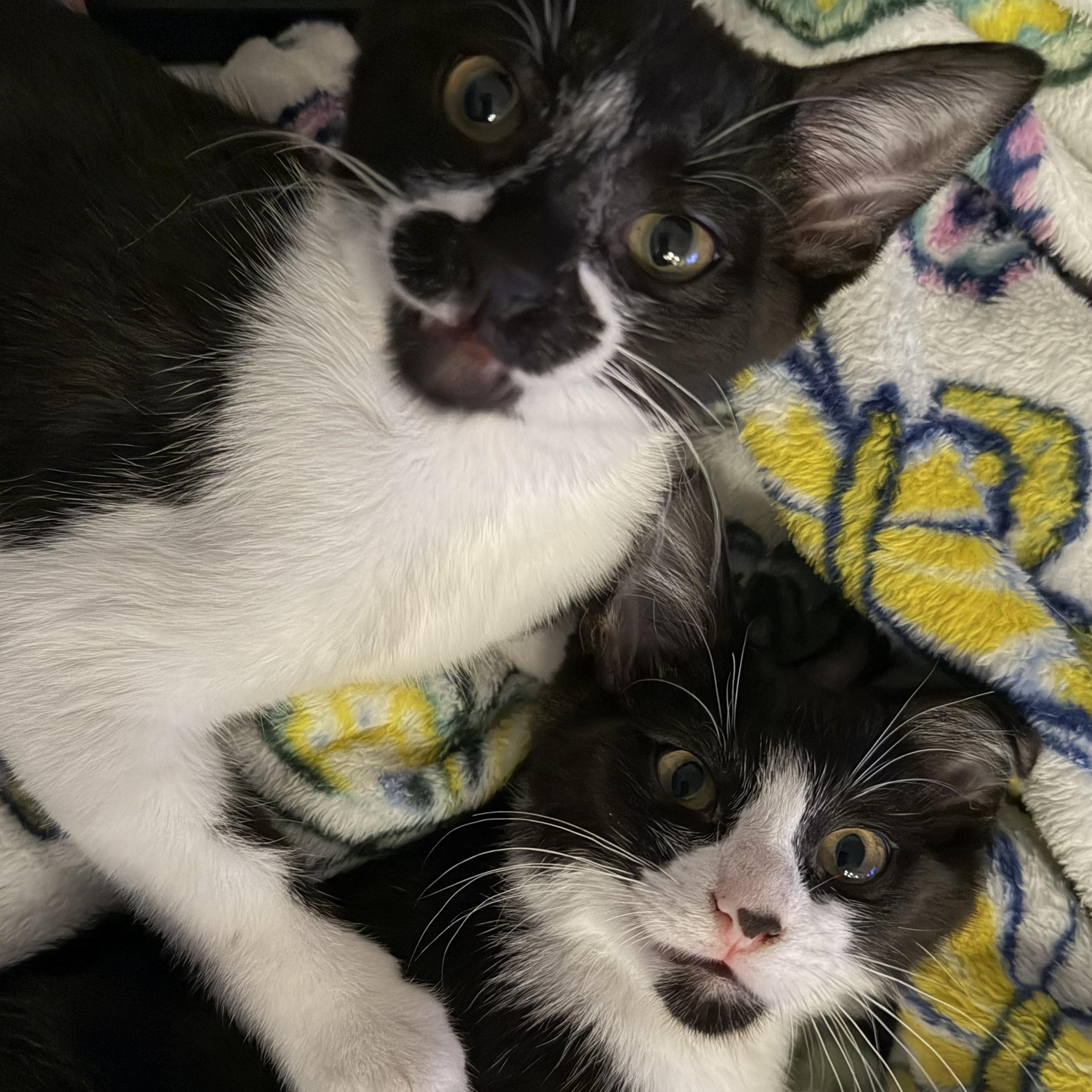 Bentley, ADOPTABLE, Young Male Domestic Short Hair & Tuxedo.