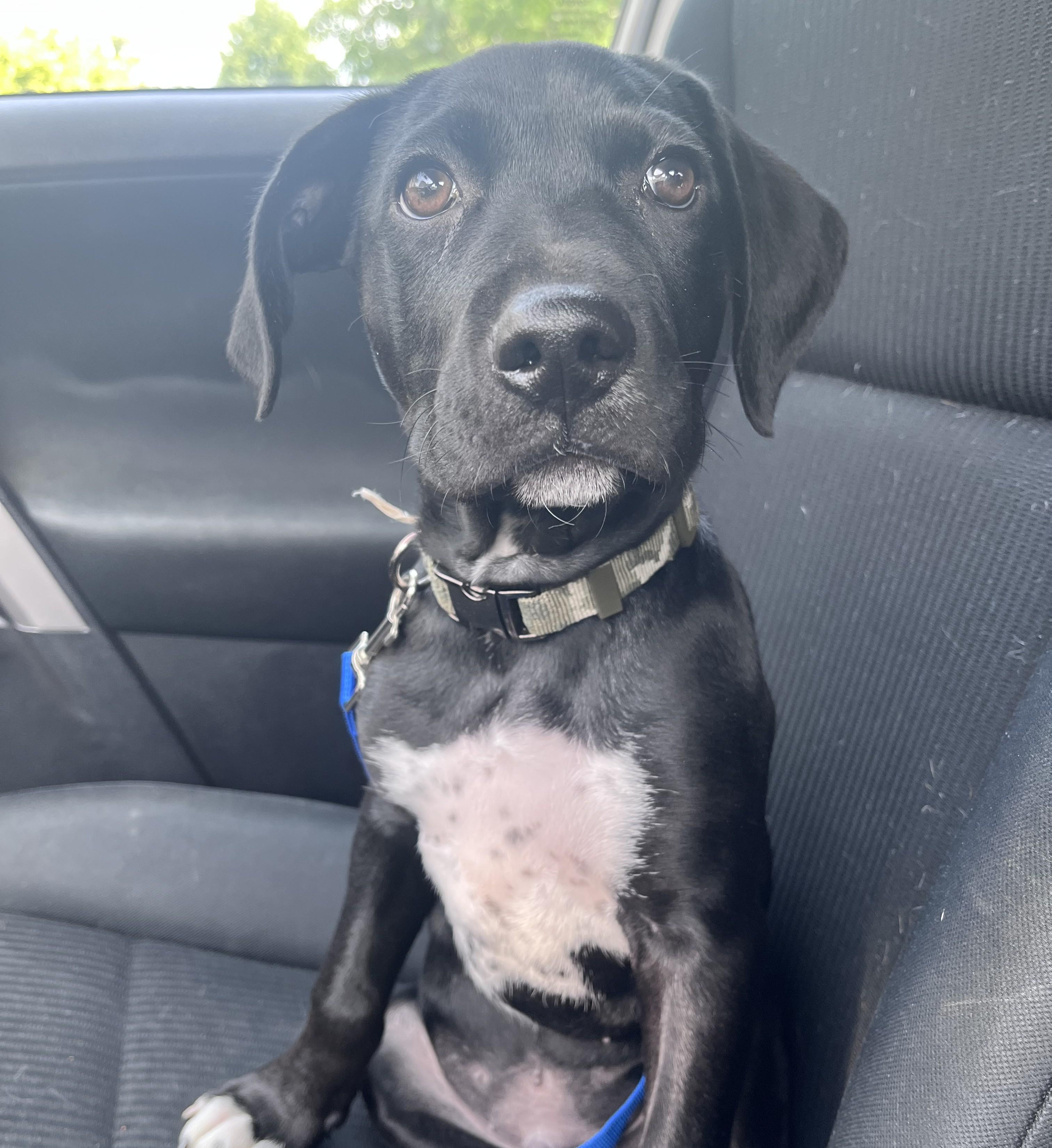 Han Solo, an adopted mixed breed in Detroit, MI image 2/3