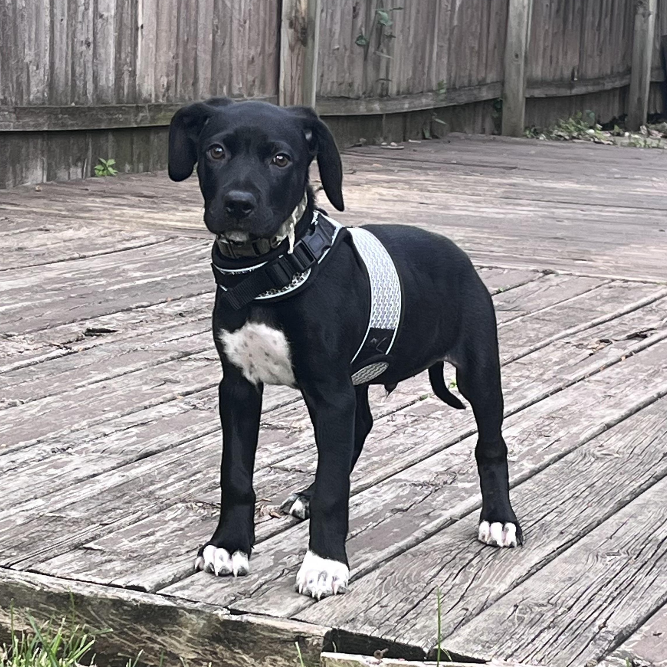 Han Solo, an adopted mixed breed in Detroit, MI image 3/3