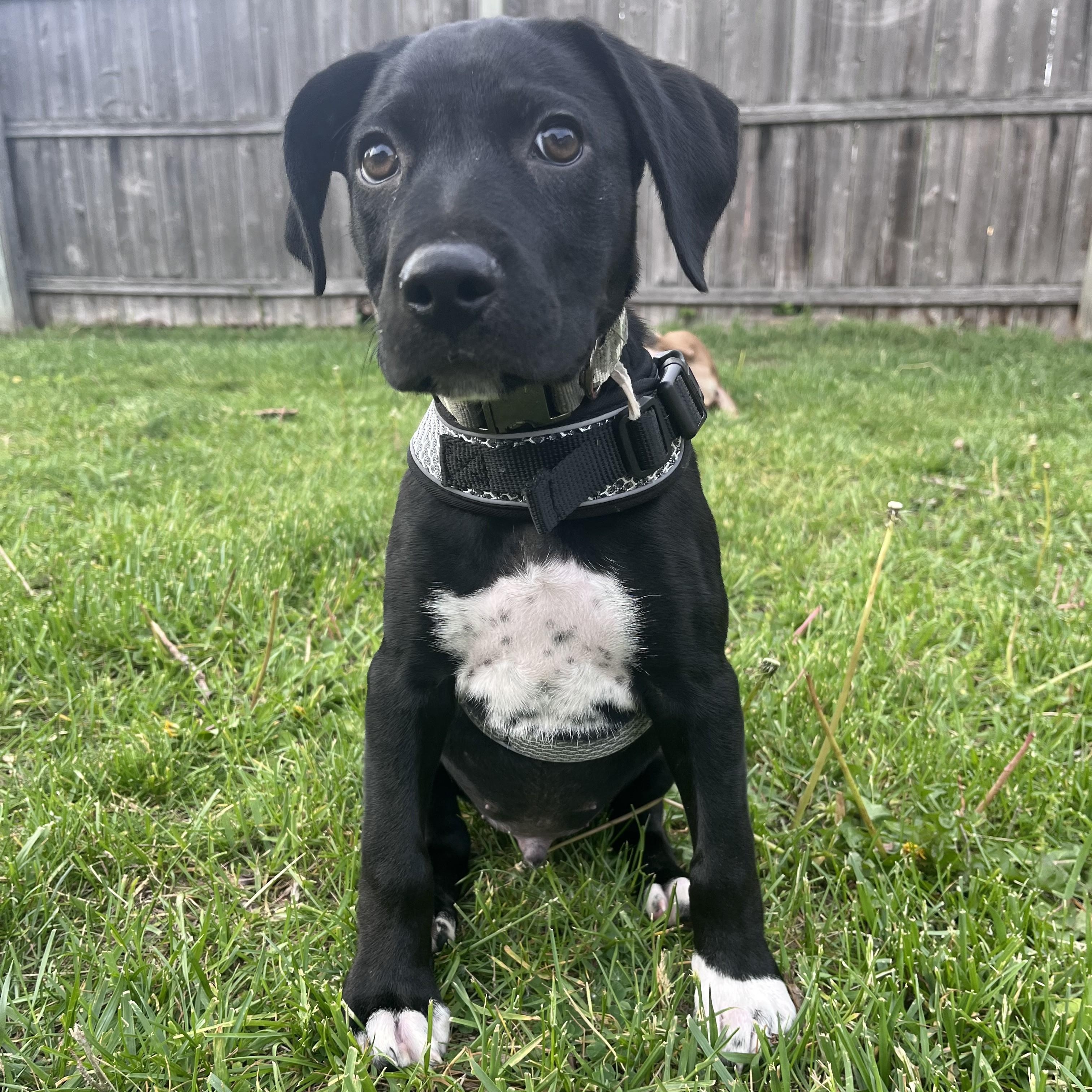 Han Solo, adopted, Puppy Male Labrador Retriever & Mixed Breed.