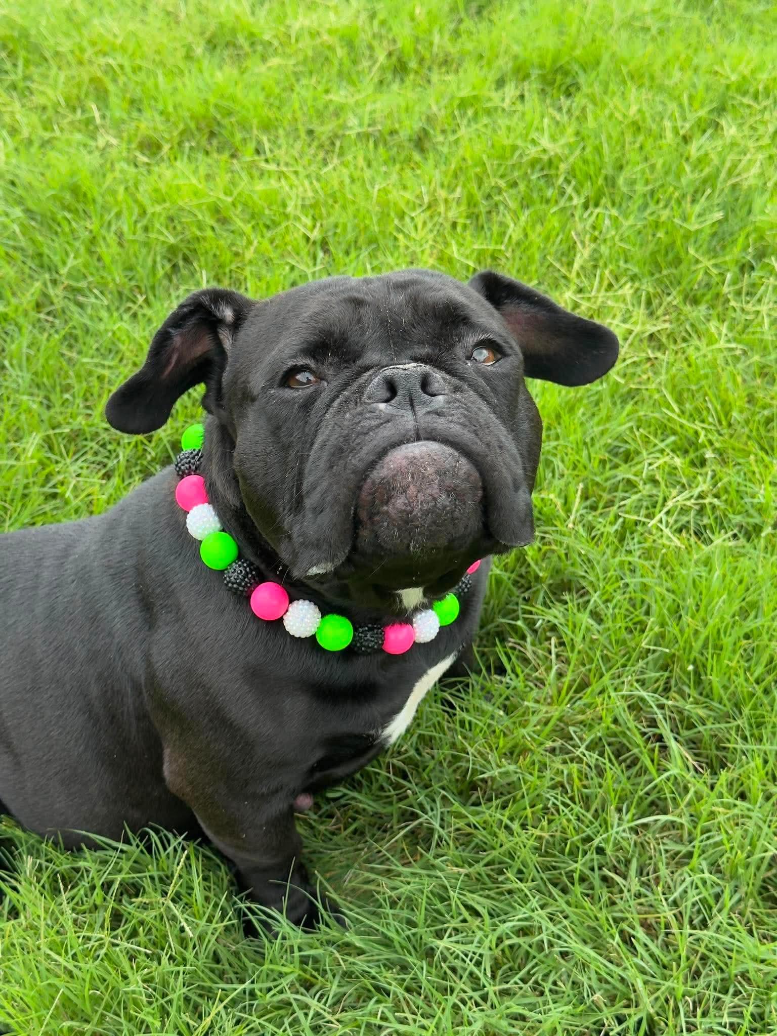 Bella, ADOPTABLE, Adult Female American Bulldog.