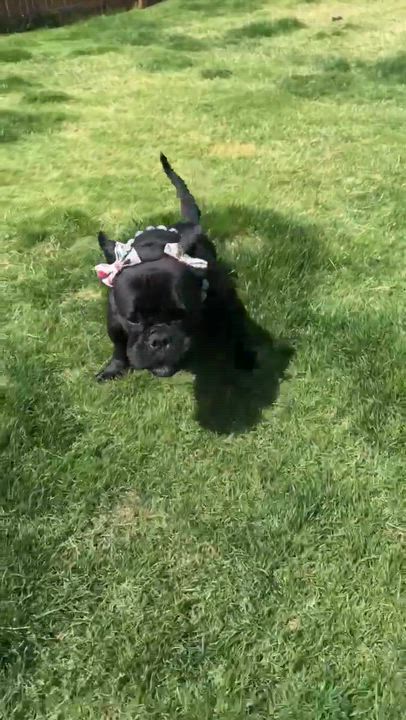 Enlarge Bella, a ADOPTABLE American Bulldog in Dallas, TX video 3/4