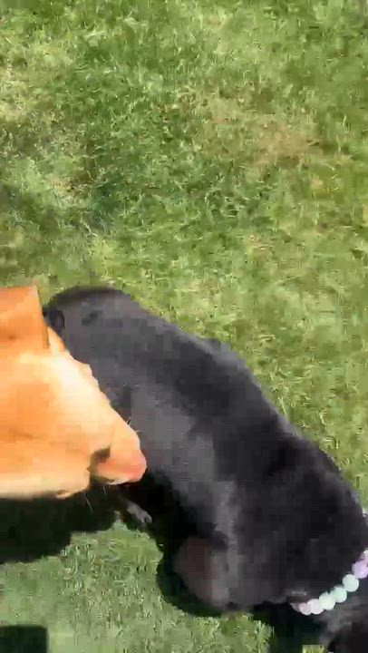 Enlarge Bella, a ADOPTABLE American Bulldog in Dallas, TX video 4/4
