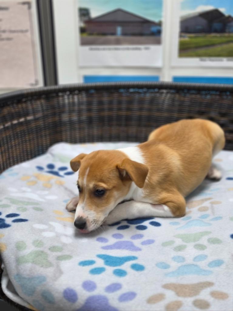 Luke, Adoptable, Puppy Male Rat Terrier & Border Collie.