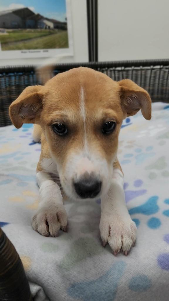 Enlarge Luke, a Adoptable mixed breed in Neillsville, WI image 2/3