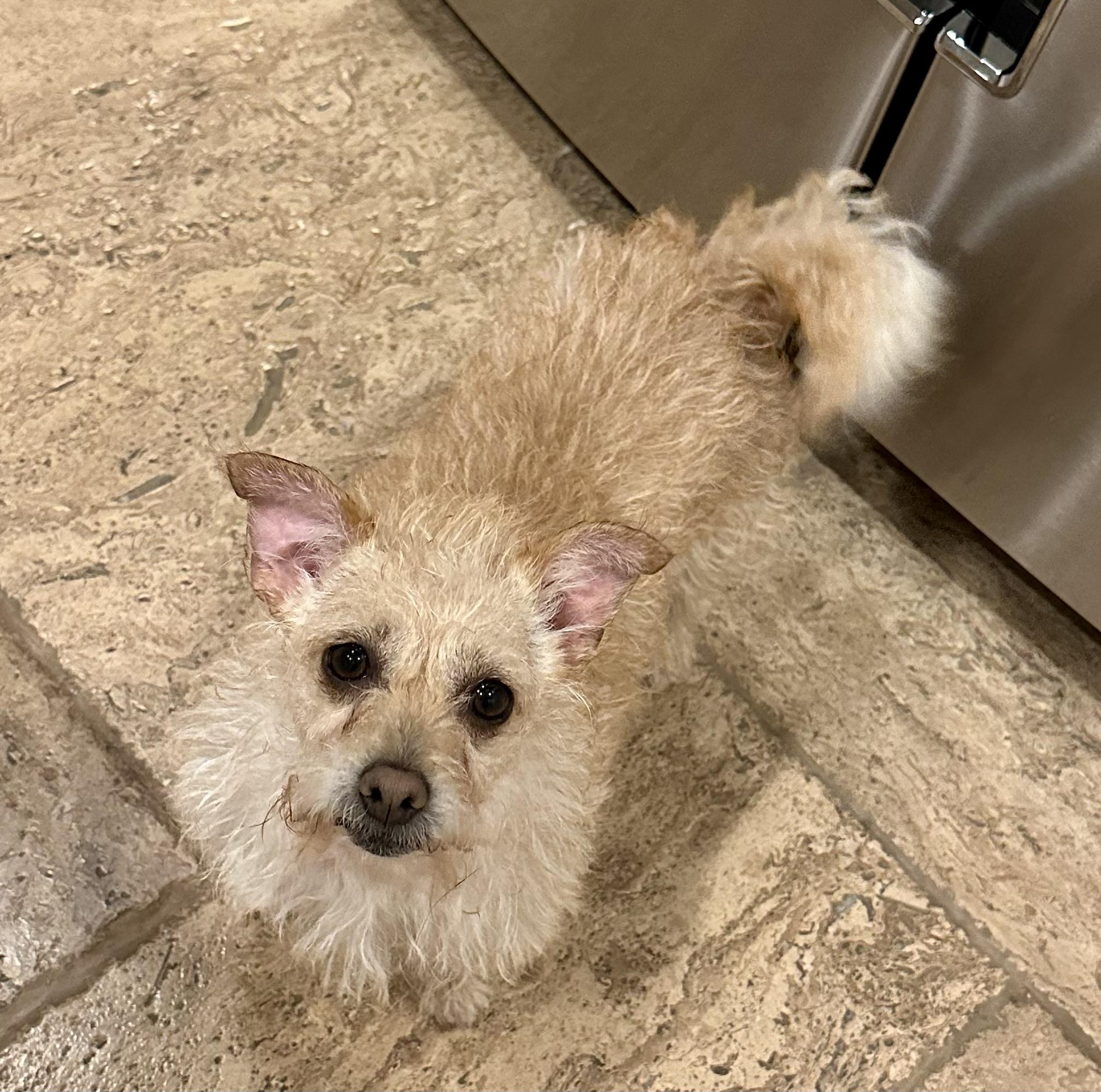 Roxy, Adoptable, Young Female Wirehaired Terrier & Yorkshire Terrier.