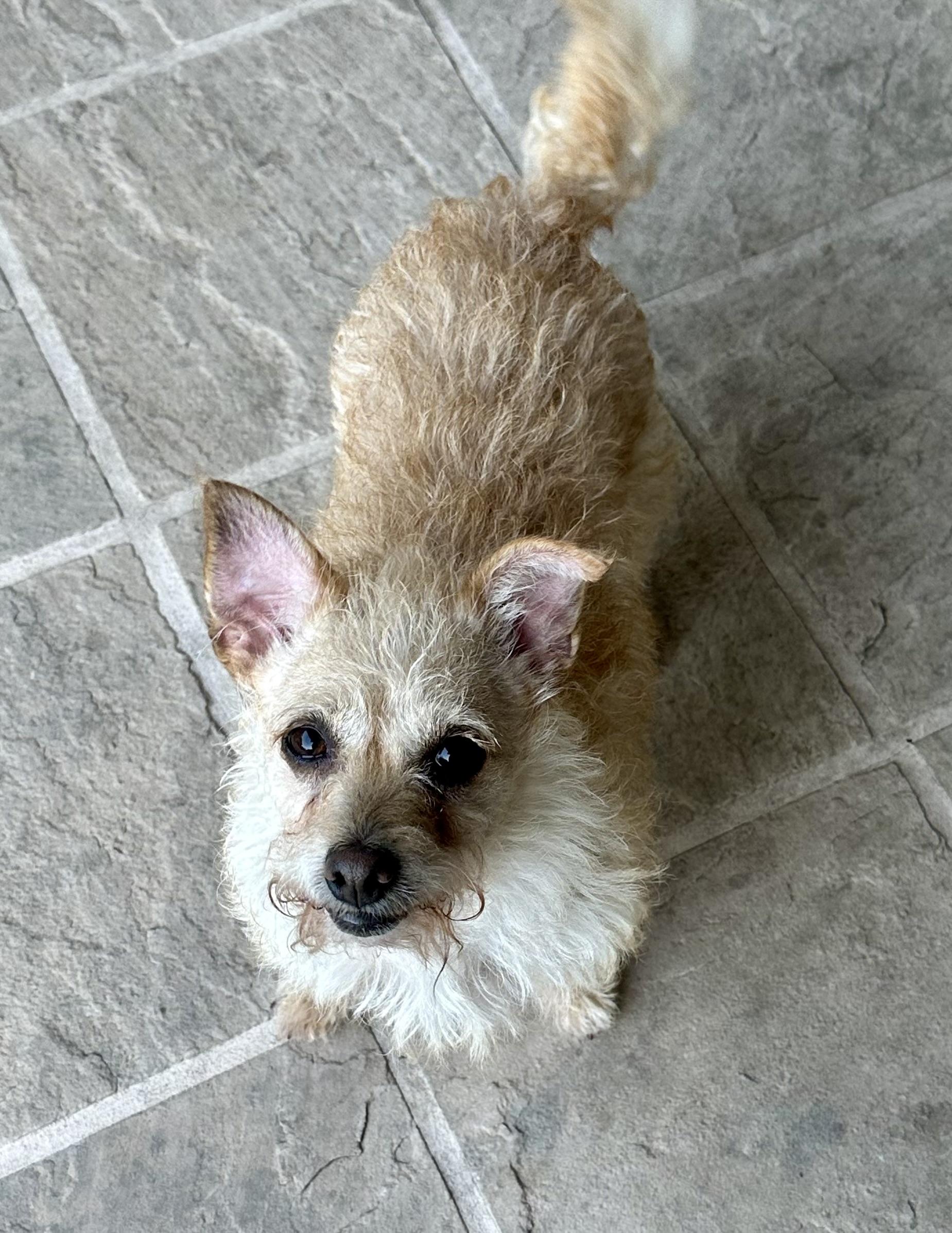 Roxy, a Adoptable mixed breed in Fremont, CA image 3/5