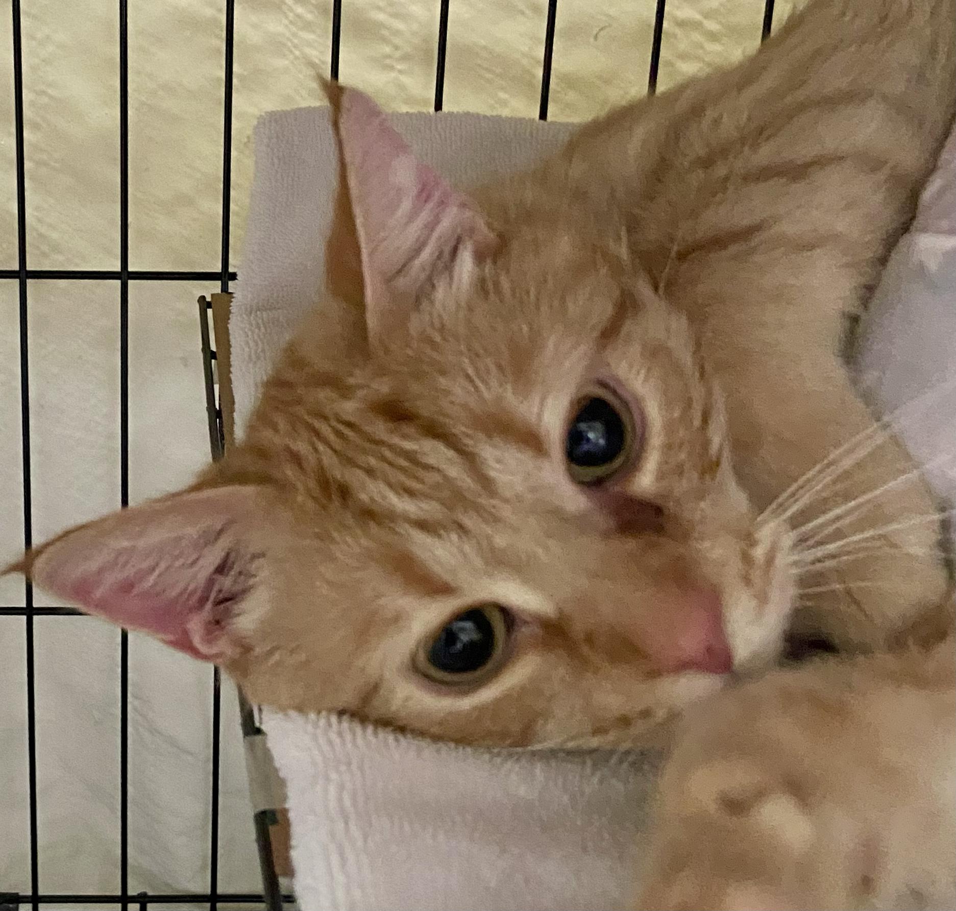 Jimbo, Adoptable, Adult Male Domestic Short Hair.